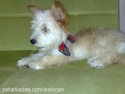 fındık Dişi Glen of Imaal Terrier