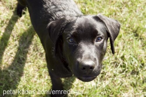 body Erkek Labrador Retriever