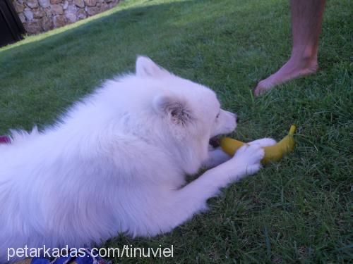 alice Dişi Samoyed