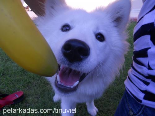 alice Dişi Samoyed