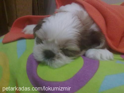 lokum Erkek Shih-Tzu