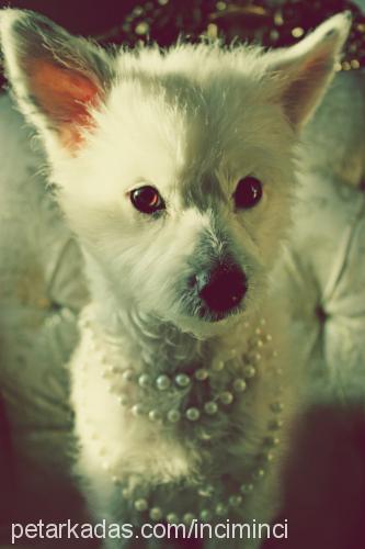 İncİ Dişi West Highland White Terrier