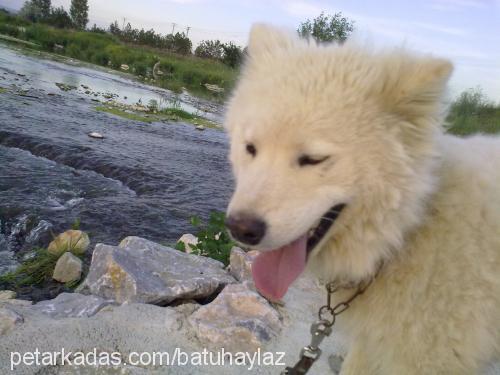 kont Erkek Samoyed