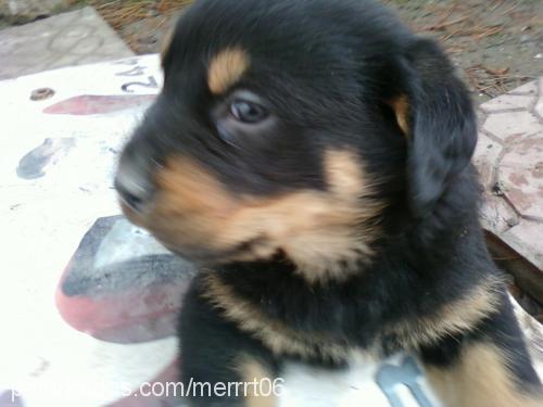 chicoo Erkek Rottweiler