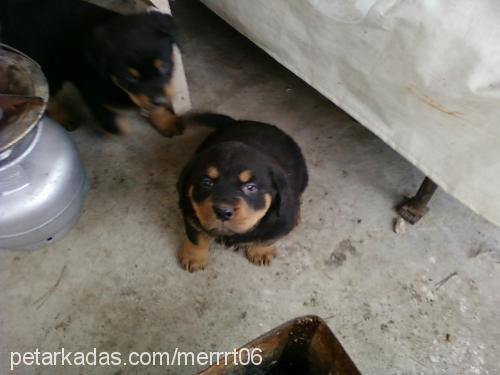 chicoo Erkek Rottweiler