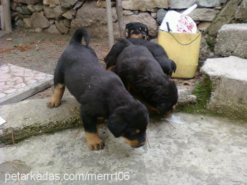 chicoo Erkek Rottweiler