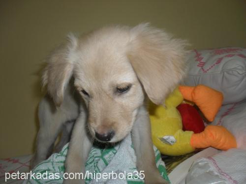 mischa Dişi Golden Retriever