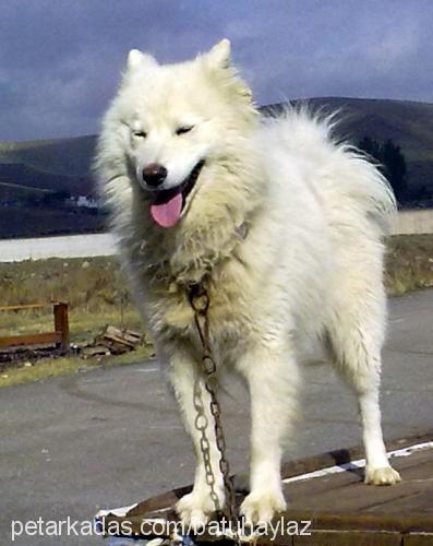 kont Erkek Samoyed