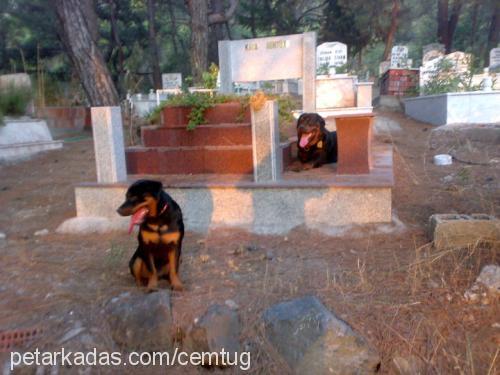 şanel Dişi Rottweiler