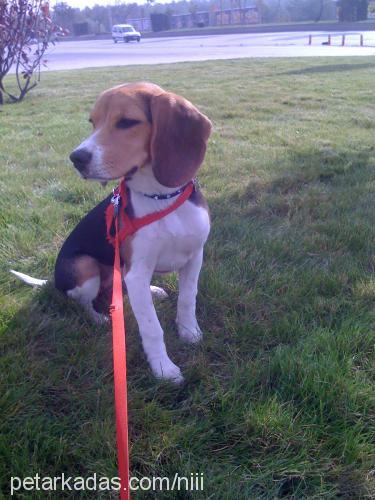 arya Dişi Beagle