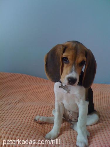 arya Dişi Beagle