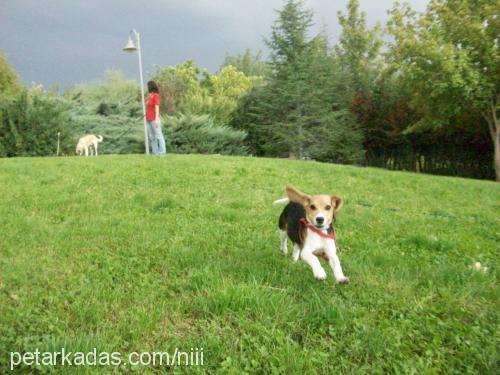 arya Dişi Beagle