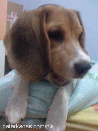 arya Dişi Beagle