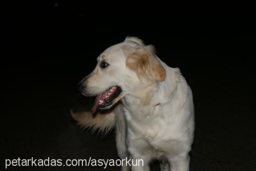 asya Dişi Golden Retriever