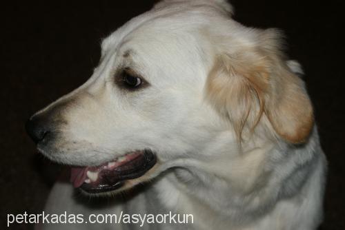 asya Dişi Golden Retriever