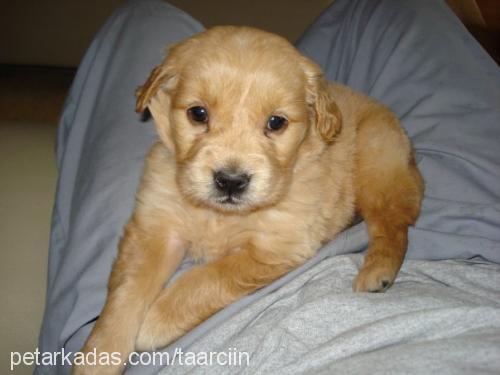 tarçın Dişi Golden Retriever