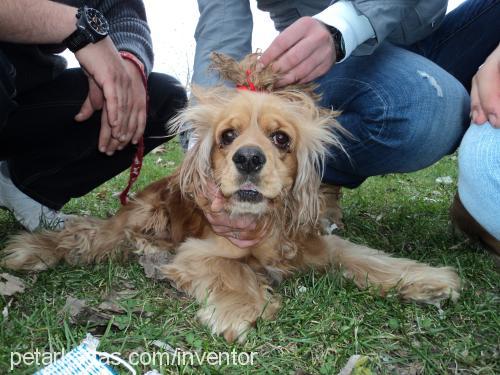 lucky Erkek Amerikan Cocker Spaniel