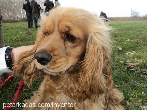 lucky Erkek Amerikan Cocker Spaniel