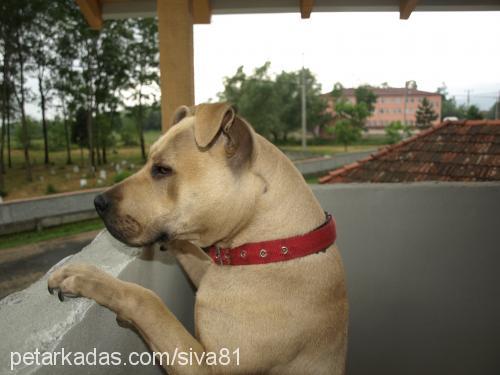 şiva Dişi Amerikan Pitbull Terrier