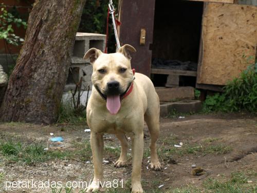 şiva Dişi Amerikan Pitbull Terrier