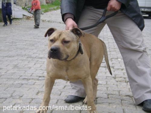 jack Erkek Amerikan Staffordshire Terrier