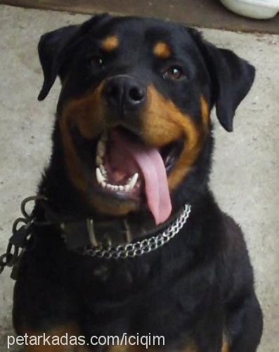 çirkin Erkek Rottweiler