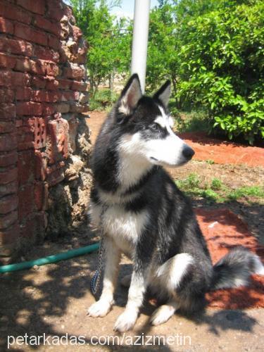 maxim Erkek Sibirya Kurdu (Husky)