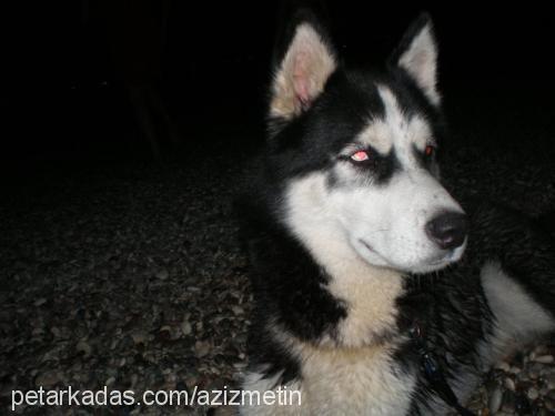 maxim Erkek Sibirya Kurdu (Husky)