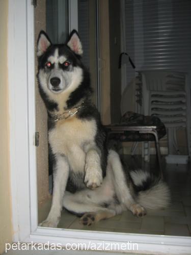 maxim Erkek Sibirya Kurdu (Husky)