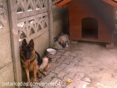 zeytin Dişi Alman Çoban Köpeği