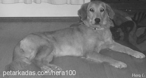 hera Dişi Golden Retriever