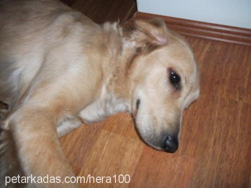 hera Dişi Golden Retriever