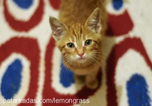 behlül Erkek Brazilian Shorthair