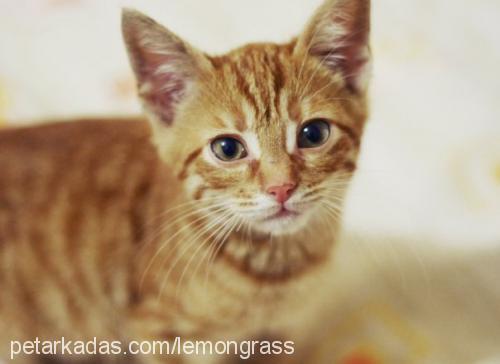 behlül Erkek Brazilian Shorthair