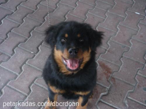 asil Erkek Rottweiler