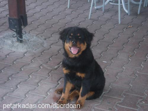 asil Erkek Rottweiler