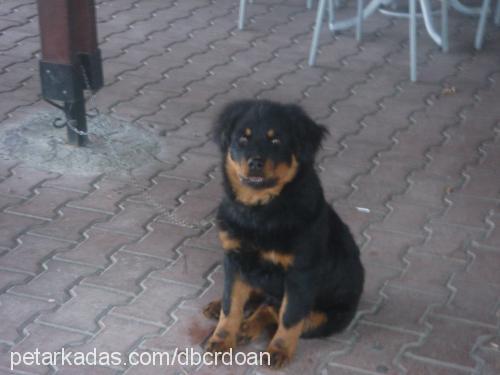 asil Erkek Rottweiler