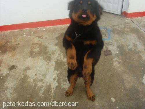 asil Erkek Rottweiler