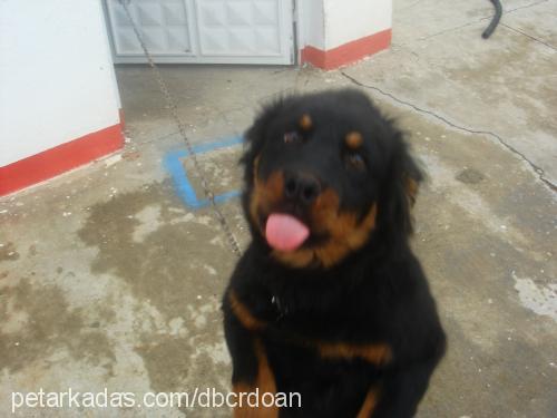 asil Erkek Rottweiler