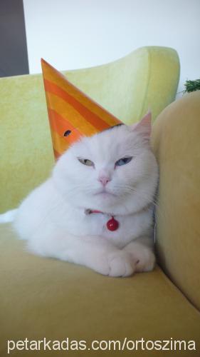 zima Dişi British Shorthair