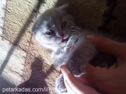 lilly Dişi Scottish Fold