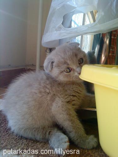 lilly Dişi Scottish Fold