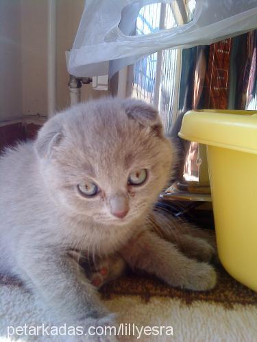 lilly Dişi Scottish Fold