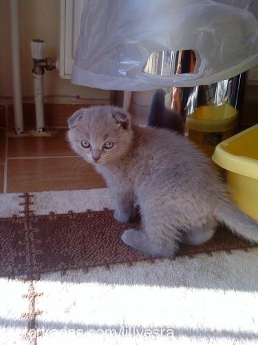 lilly Dişi Scottish Fold