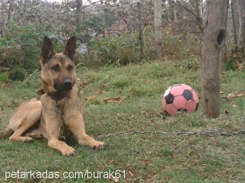 kont Erkek Alman Çoban Köpeği