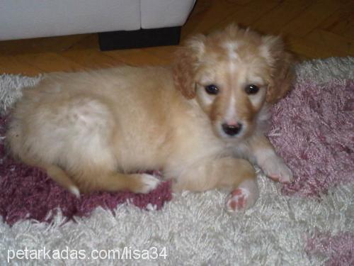 lisa Dişi Golden Retriever