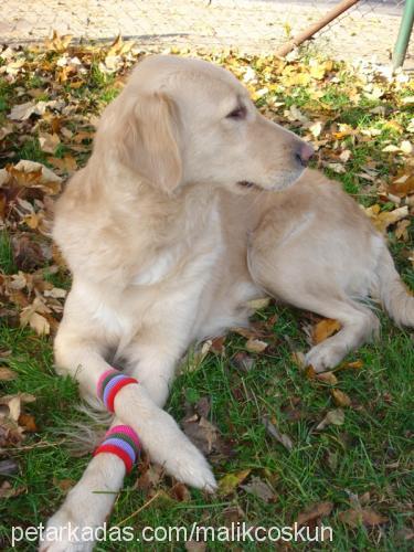 altın Dişi Golden Retriever