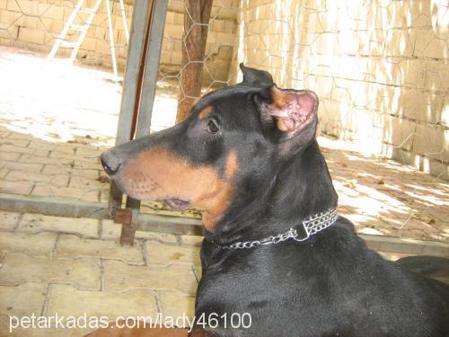 ŞimŞek Erkek Doberman Pinscher