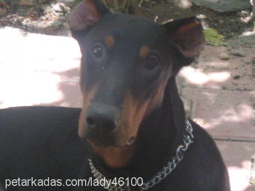 ŞimŞek Erkek Doberman Pinscher