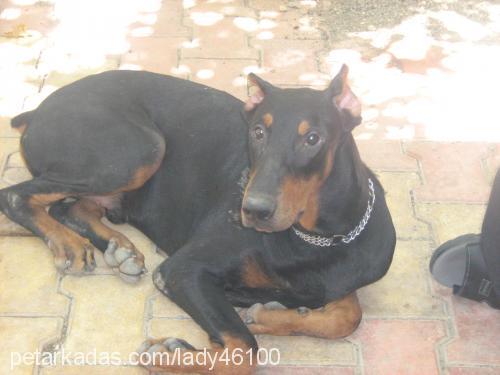 ŞimŞek Erkek Doberman Pinscher